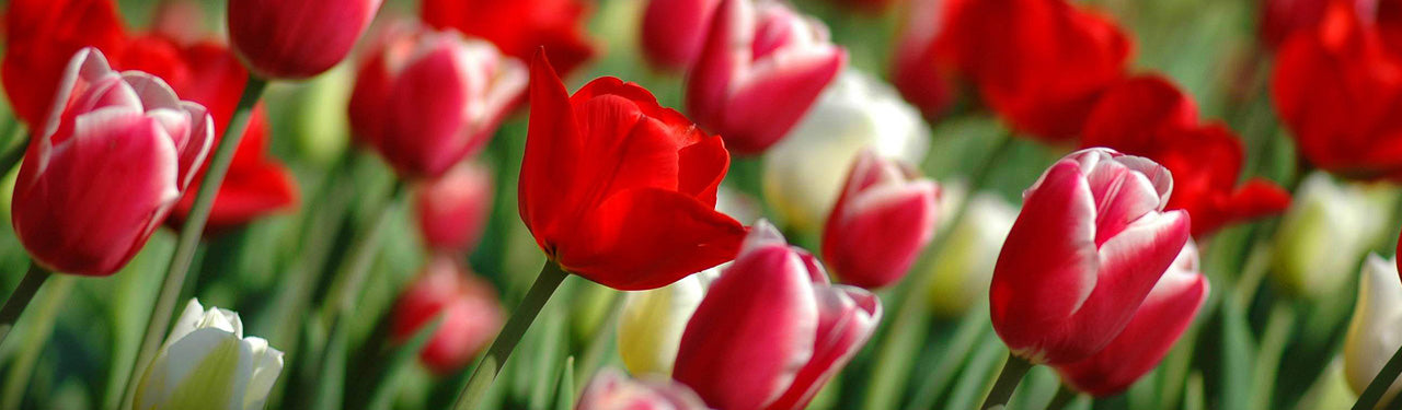 Sajeesh Test Collection 28012025