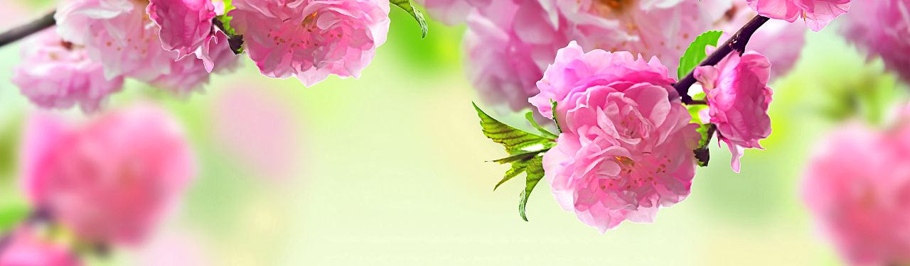 Sajeesh T Collection 0502