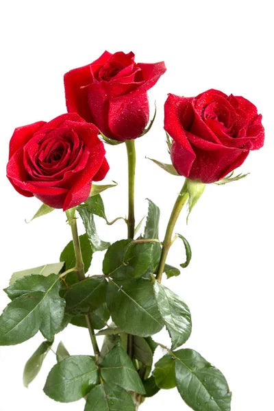 Additional Roses